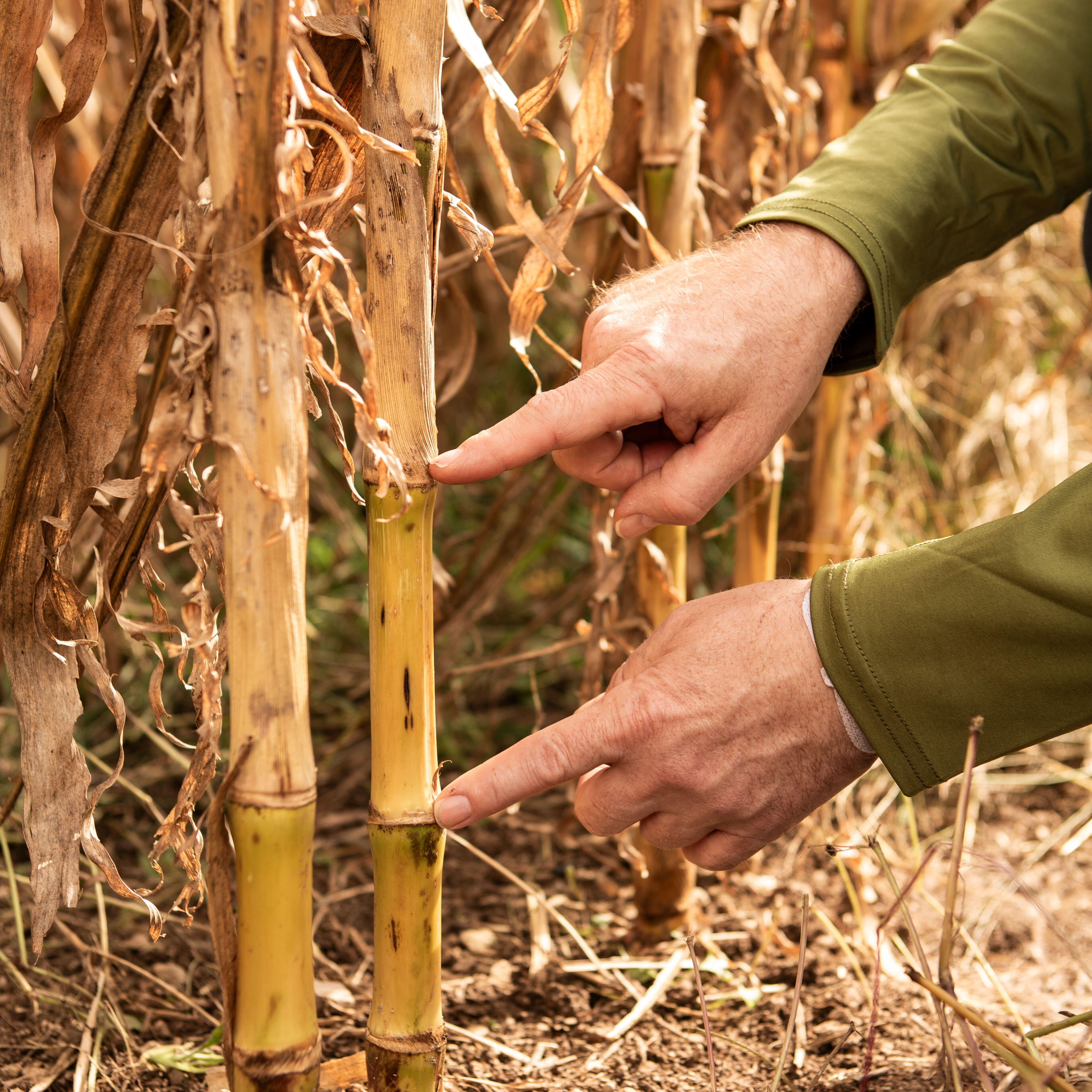 Close-up of two hands pointing at the lower nodes of corn stalks in a dry field, highlighting stem sections near the base; green long-sleeve shirt, soil and dried leaves, warm sunlight.