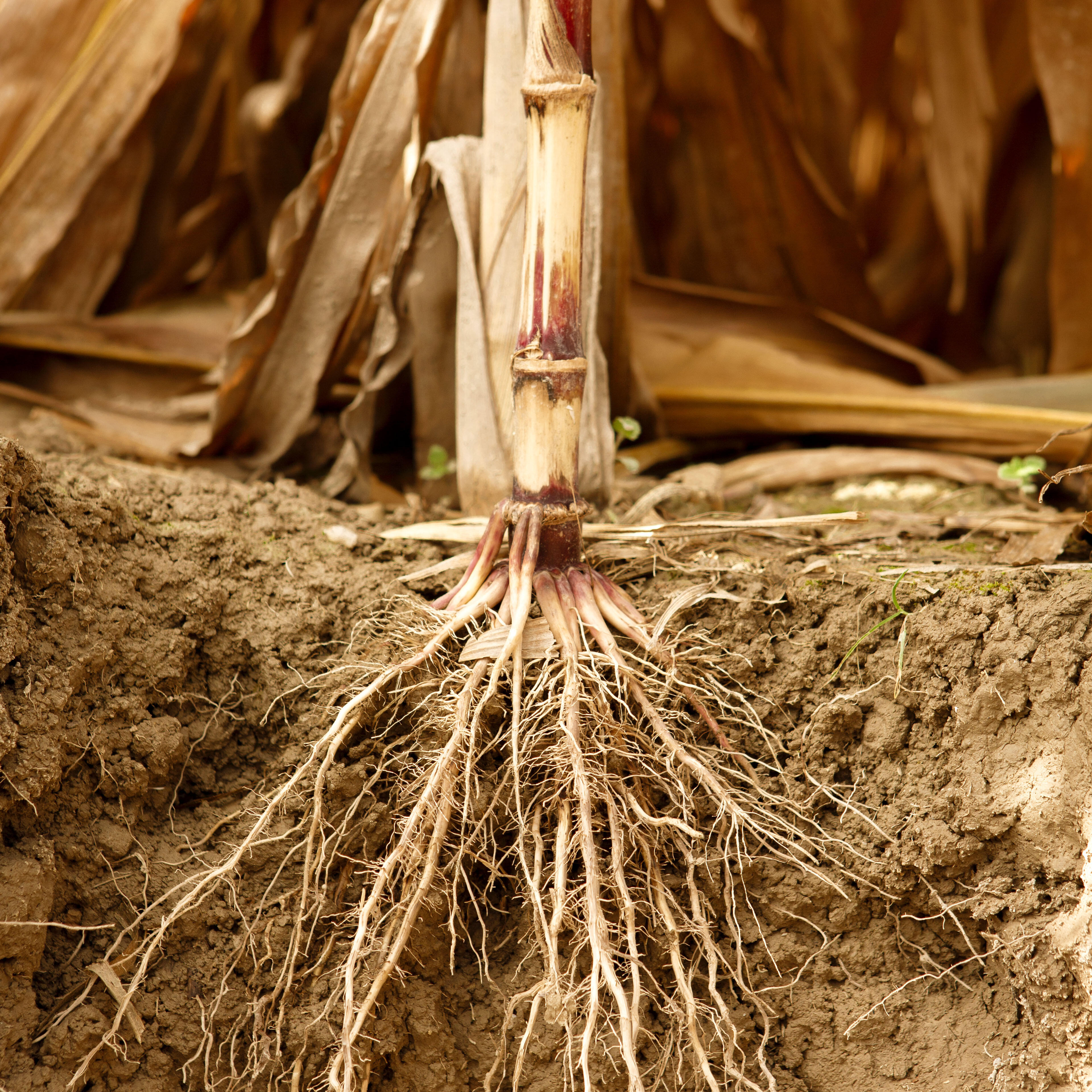 Corn plant with a cutaway view of soil exposing its fibrous root system; dry, yellow-brown leaves and stalk above ground, with dense roots branching downward and outward.