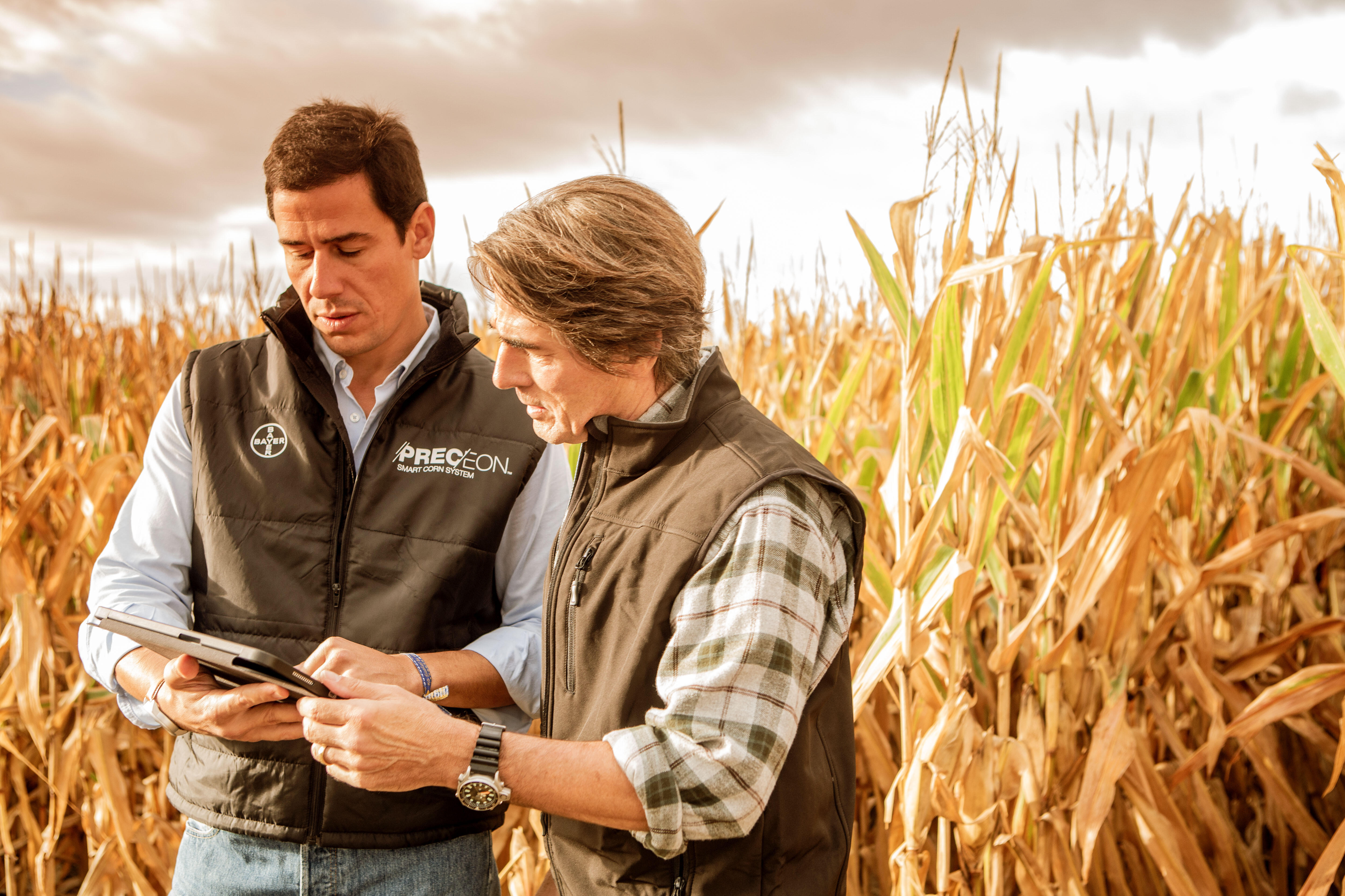 Two people in a mature cornfield reviewing data on a tablet, wearing dark branded vests, under warm overcast light.
